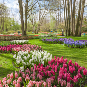 Viagem em grupo para Holanda e Belgica com a Caprice Turismo (3)