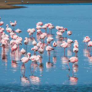Namíbia e África do Sul (3)